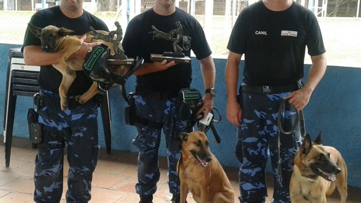 Cães da GCM poderão atuar no policiamento e em abordagem terapêutica
