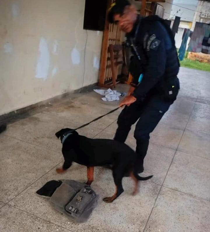 Guarda Municipal de Palmeira dos Índios recebe novos cães policiais